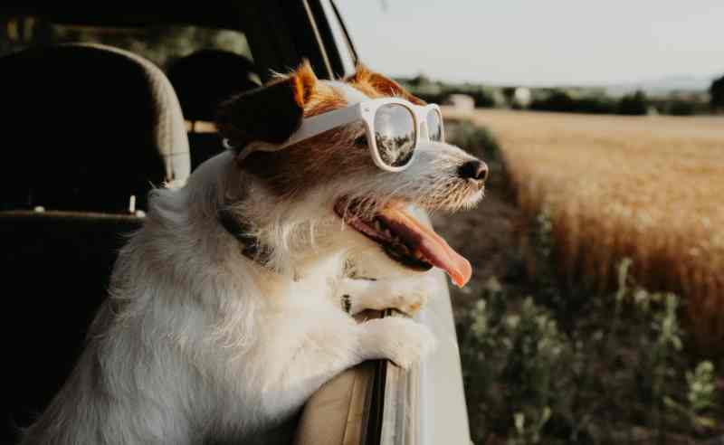 Furry Friends on Board: Pet Owners Rate the Top SUVs for Road Trips